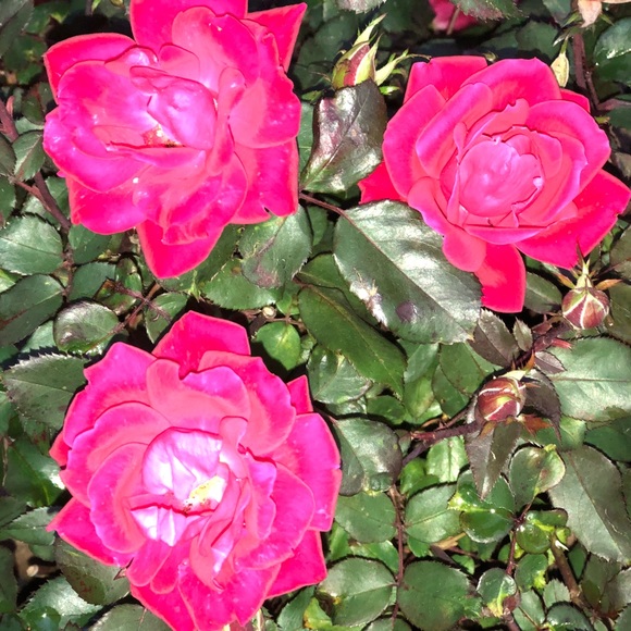 Meet your Posher, Fariba - Picture 1 of 1